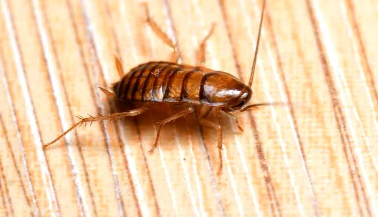 Baby Cockroach