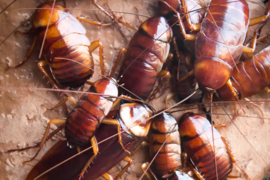 Baby Cockroach