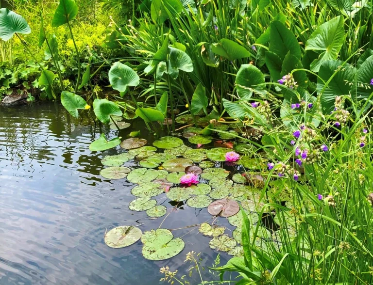 Plants Living on Land and on Water