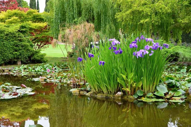 Plants Living on Land and on Water